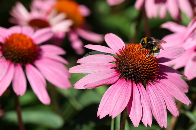 Пчела - цветя