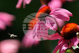 Пчела - цветя