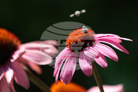 Пчела - цветя