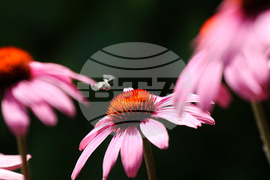 Пчела - цветя