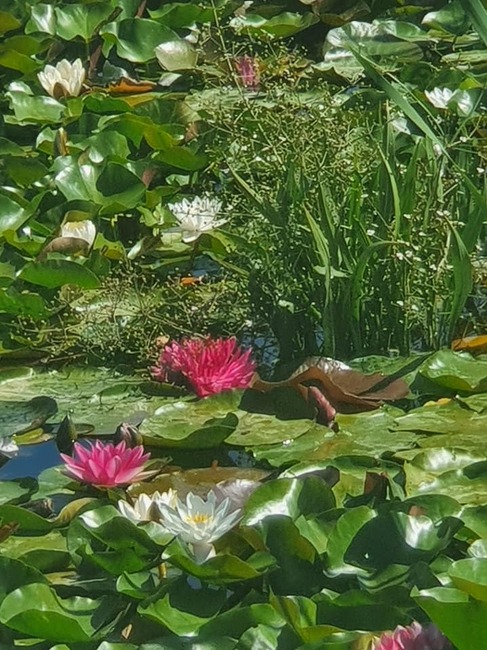Ароматни водни лилии ще украсяват любими места за плевенчани