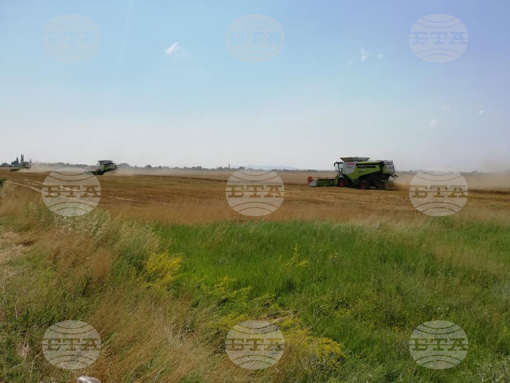 Сушата е причина за по-ниските добиви на пшеница в Сливенско