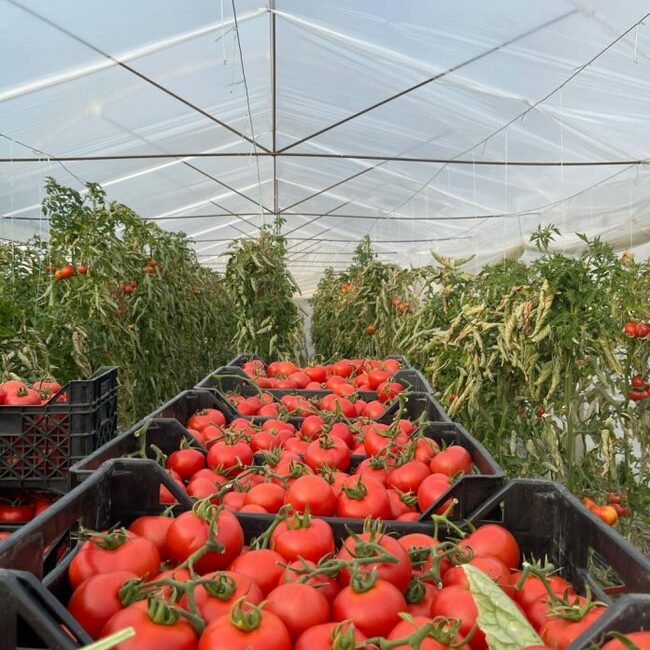 АТА: Износът на селскостопански продукти от Албания през януари се е увеличил с 10,6 млн. щатски долара