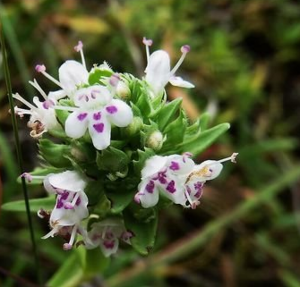 New Protected Area to Preserve Balkan Habitat of Globally Threatened Plant