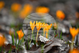 Село Свещари - пролетни цветя