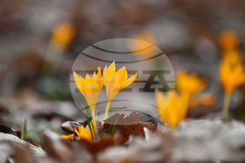 Село Свещари - пролетни цветя
