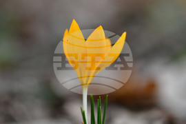 Село Свещари - пролетни цветя