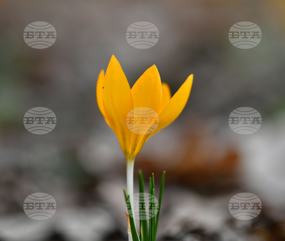 Село Свещари - пролетни цветя