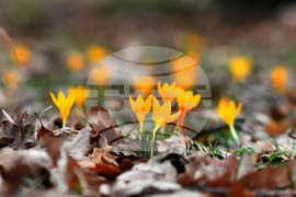 Село Свещари - пролетни цветя