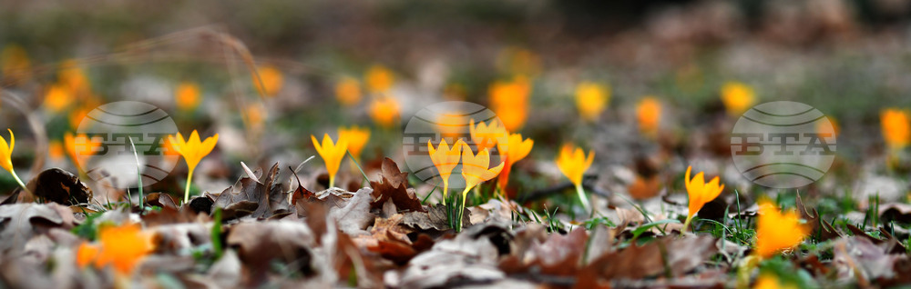 Село Свещари - пролетни цветя