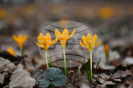 Село Свещари - пролетни цветя