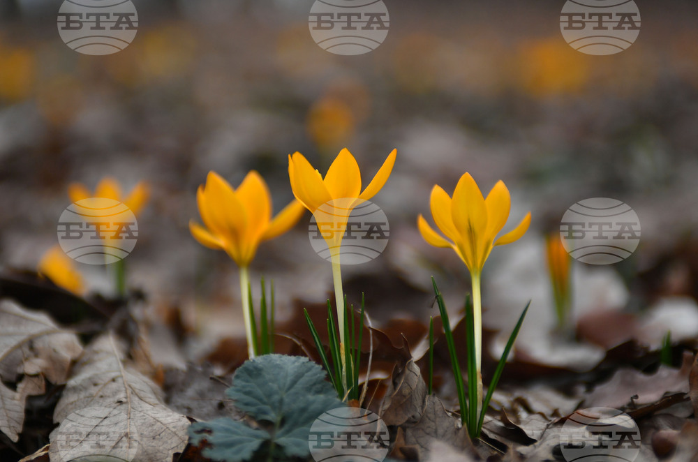 Село Свещари - пролетни цветя