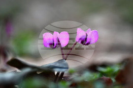 Село Свещари - пролетни цветя