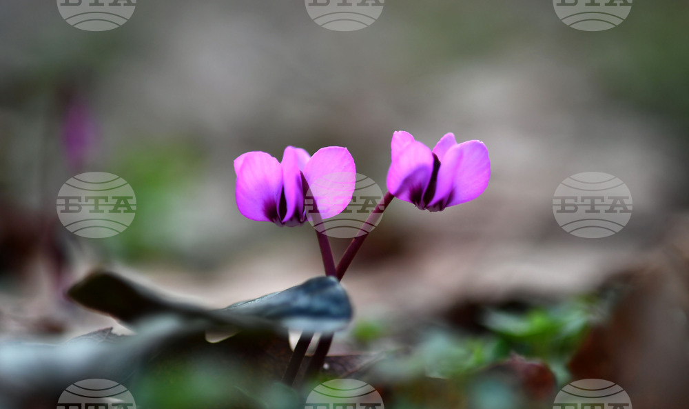 Село Свещари - пролетни цветя