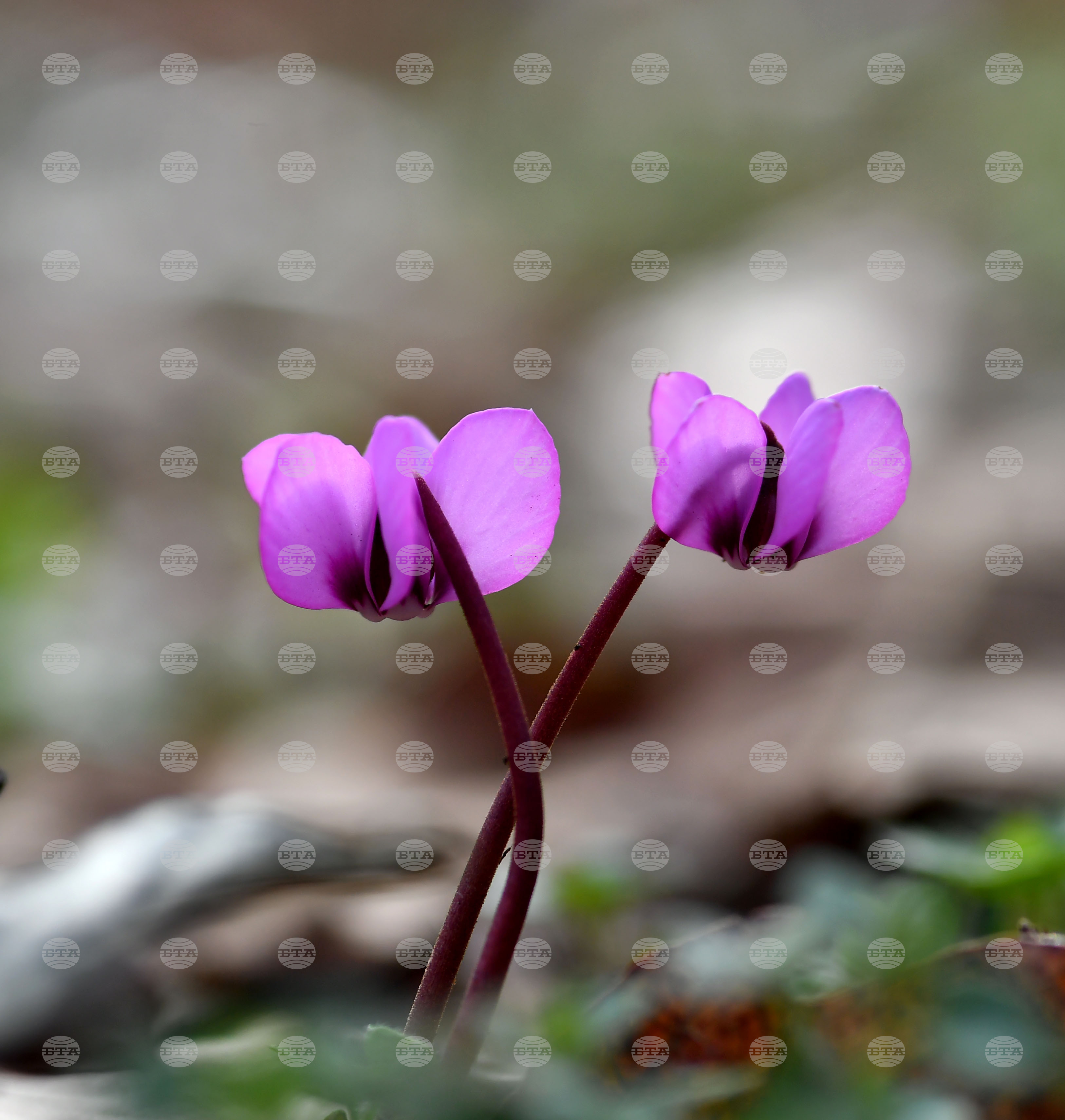Село Свещари - пролетни цветя