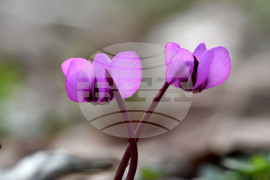 Село Свещари - пролетни цветя