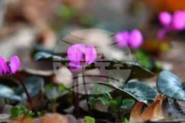 Село Свещари - пролетни цветя
