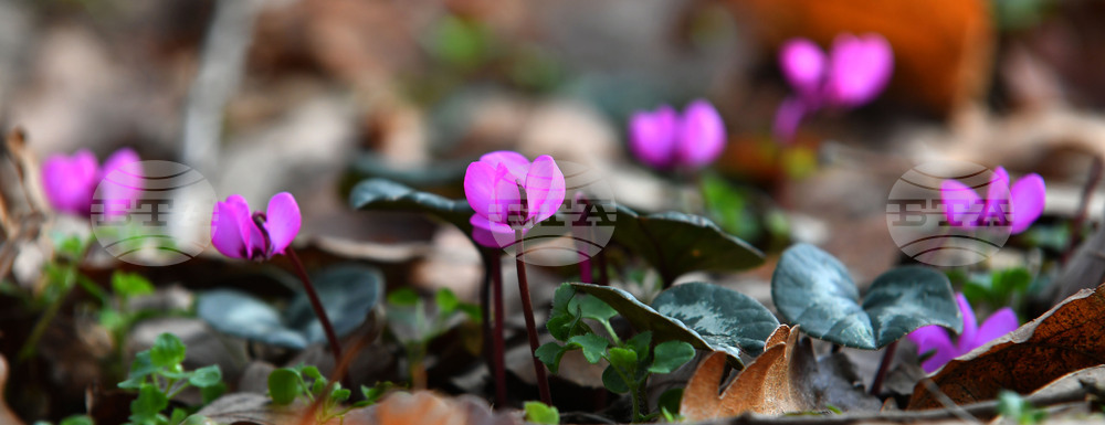 Село Свещари - пролетни цветя
