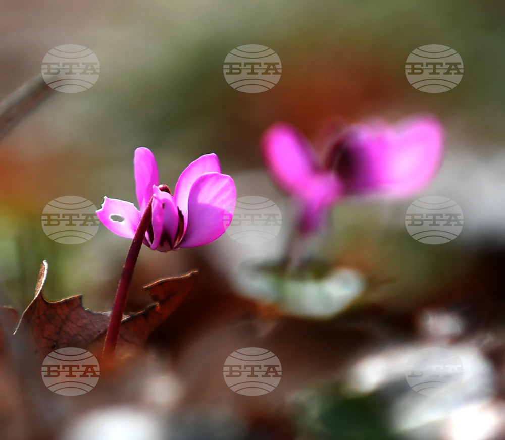 Село Свещари - пролетни цветя