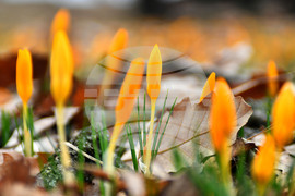 Село Свещари - пролетни цветя