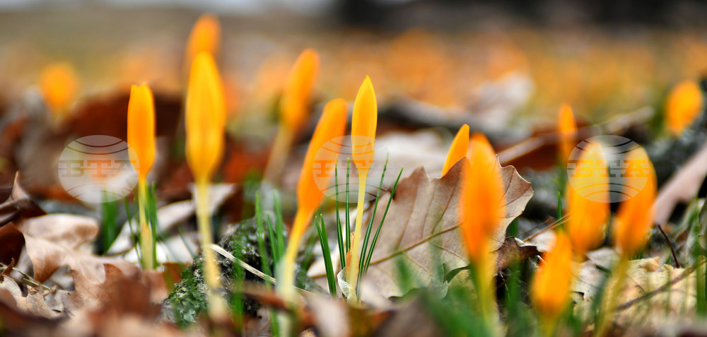 Село Свещари - пролетни цветя