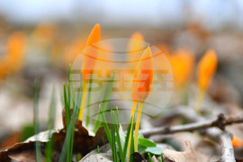 Село Свещари - пролетни цветя