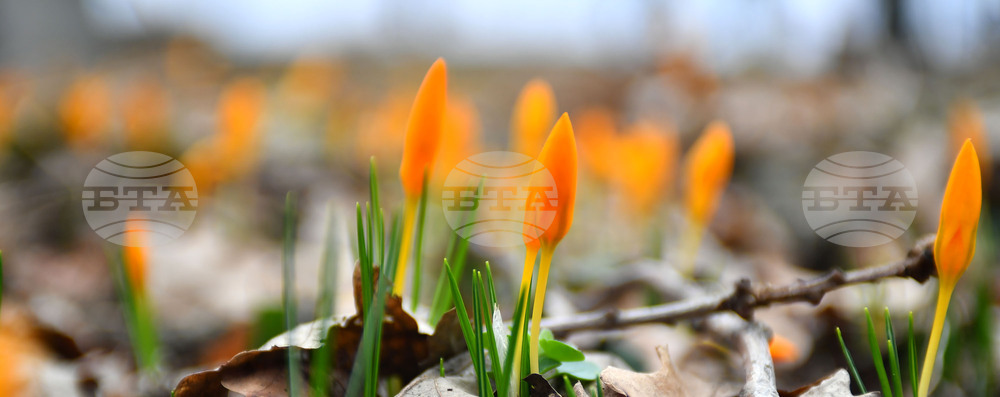 Село Свещари - пролетни цветя