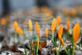 Село Свещари - пролетни цветя