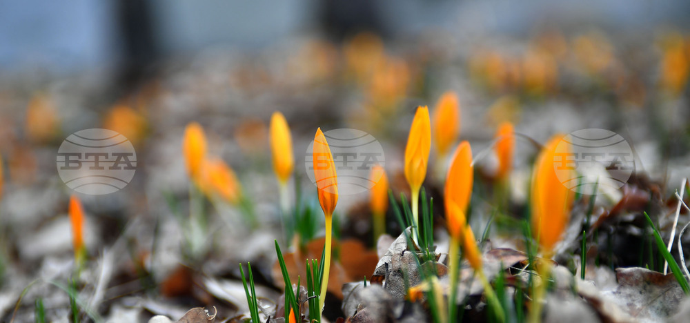 Село Свещари - пролетни цветя