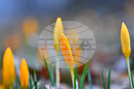 Село Свещари - пролетни цветя