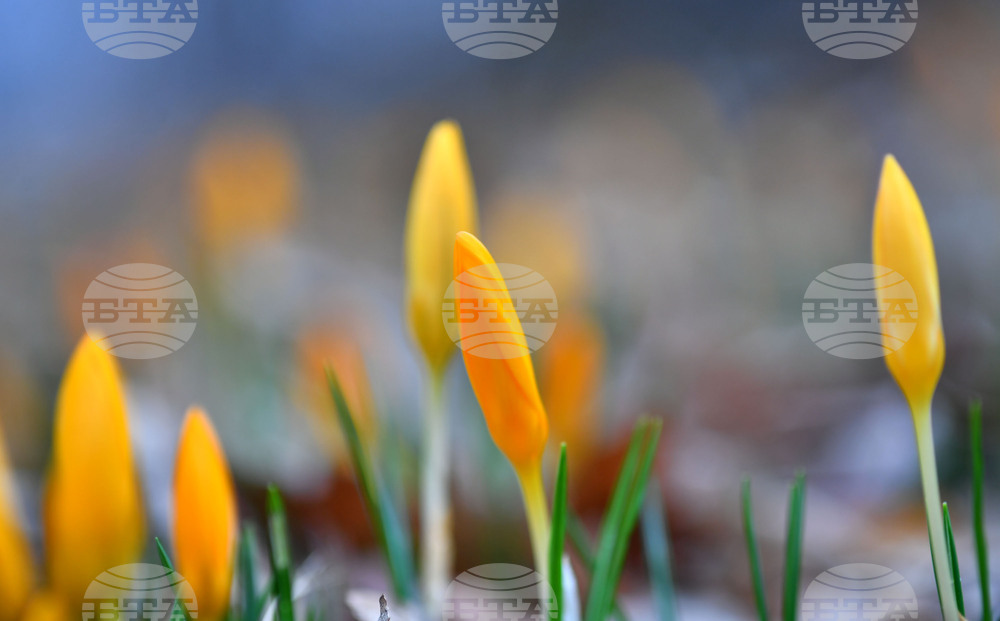 Село Свещари - пролетни цветя