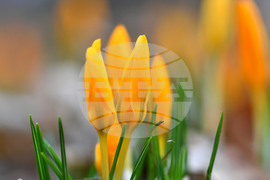 Село Свещари - пролетни цветя