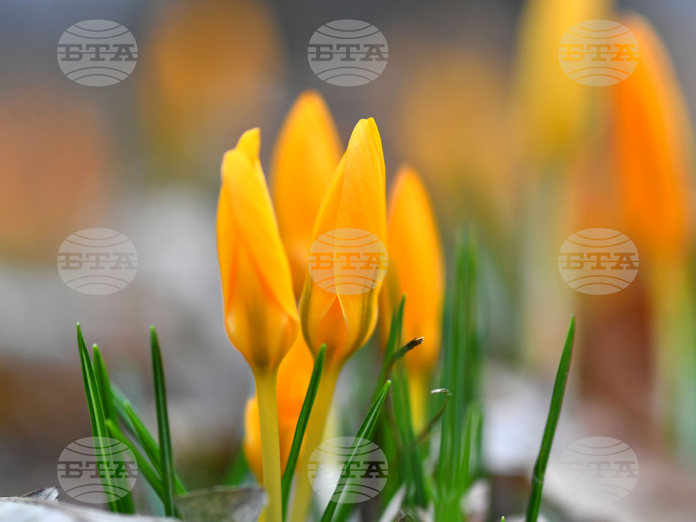 Село Свещари - пролетни цветя