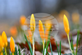 Село Свещари - пролетни цветя