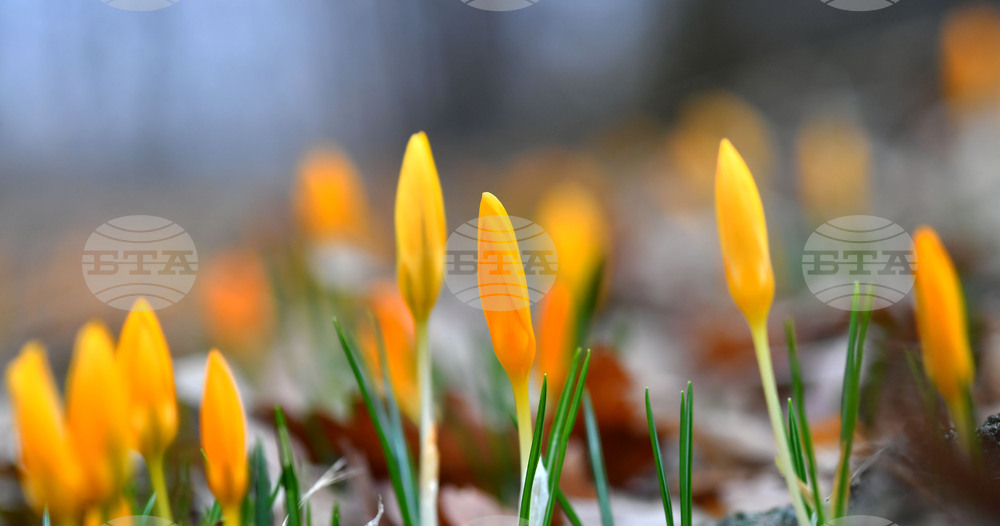 Село Свещари - пролетни цветя
