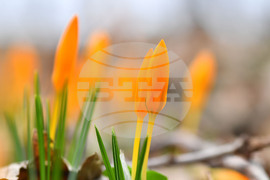 Село Свещари - пролетни цветя