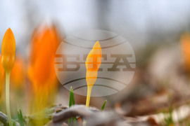 Село Свещари - пролетни цветя