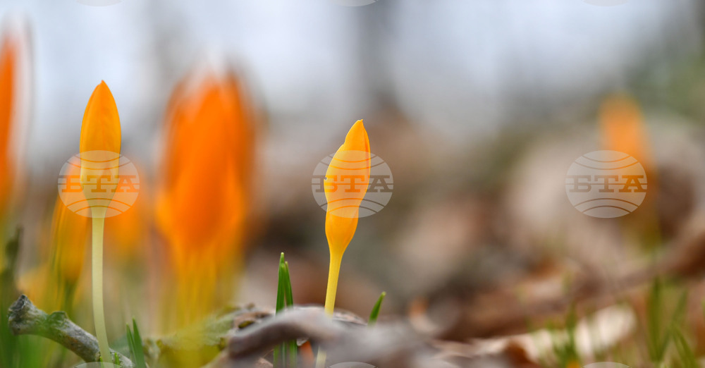 Село Свещари - пролетни цветя