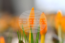 Село Свещари - пролетни цветя