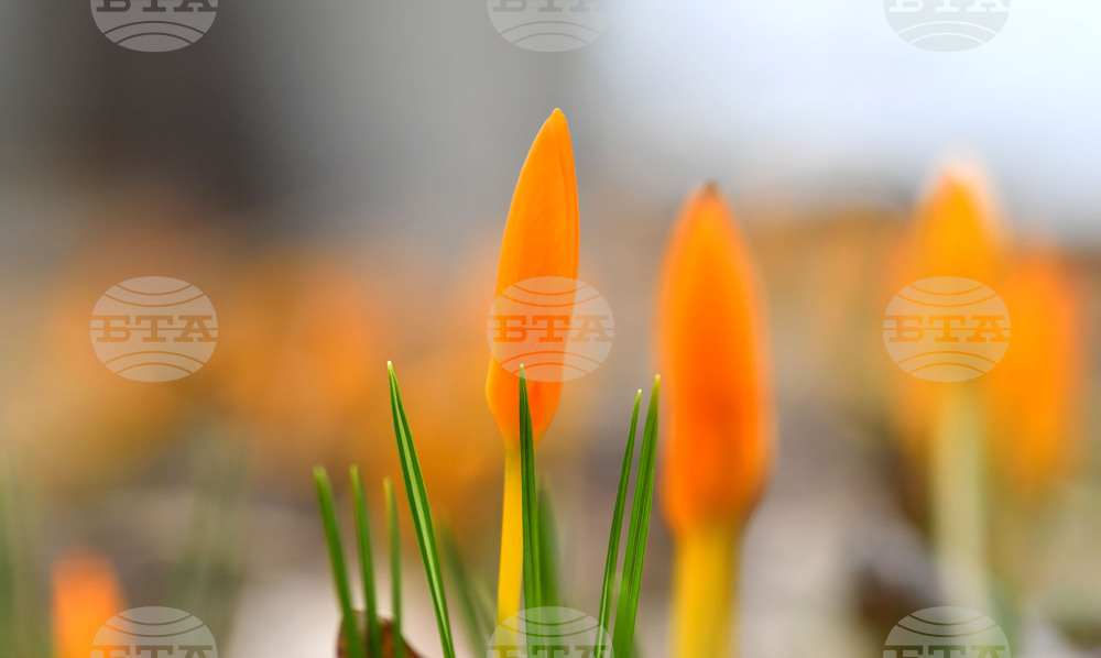 Село Свещари - пролетни цветя