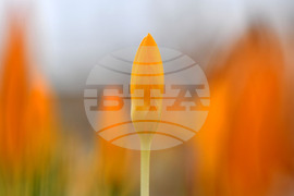 Село Свещари - пролетни цветя