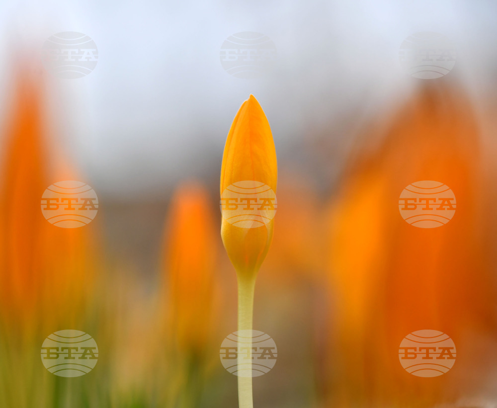 Село Свещари - пролетни цветя