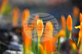 Село Свещари - пролетни цветя