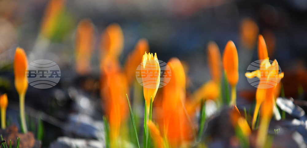 Село Свещари - пролетни цветя