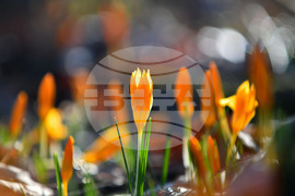 Село Свещари - пролетни цветя