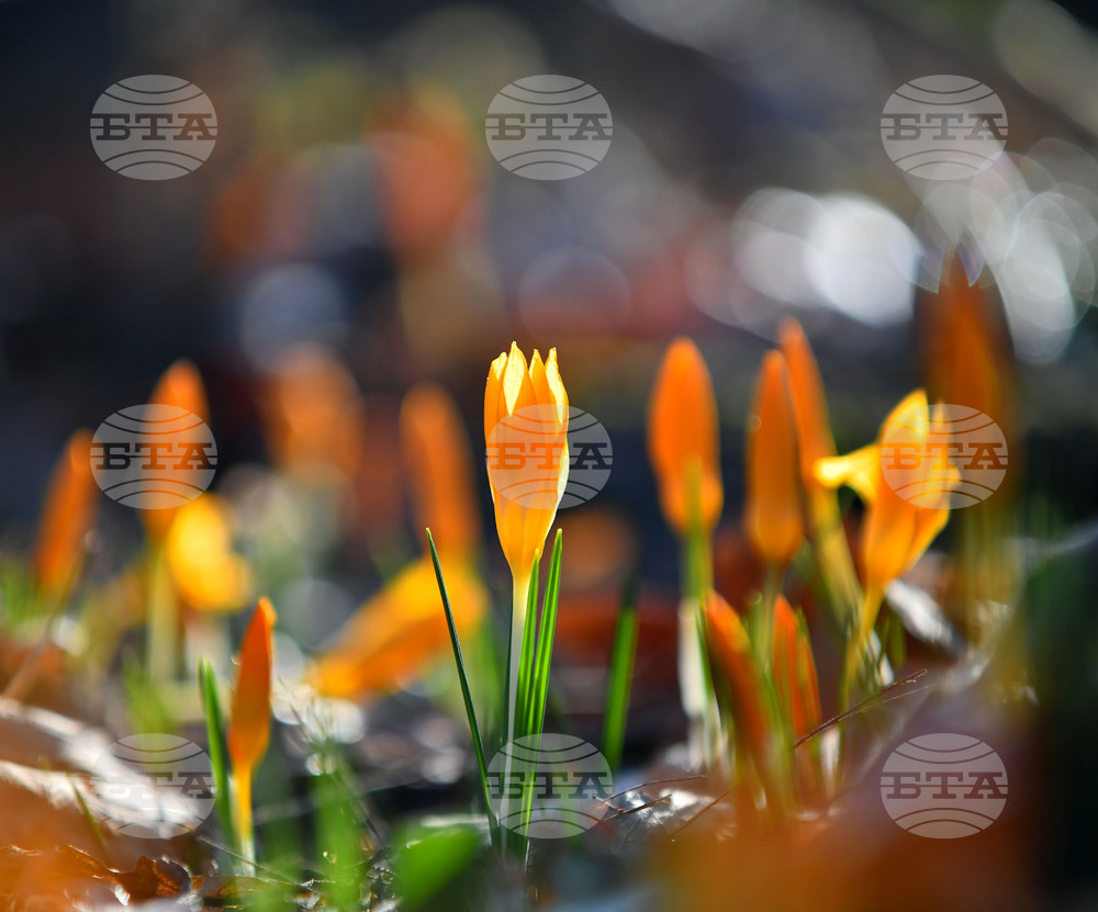 Село Свещари - пролетни цветя