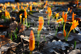 Село Свещари - пролетни цветя