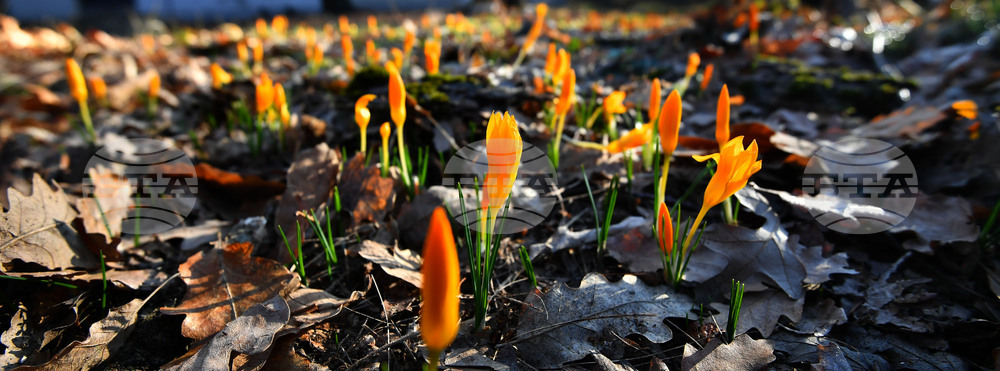 Село Свещари - пролетни цветя