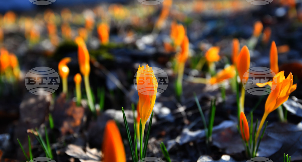 Село Свещари - пролетни цветя