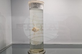 Чепеларе - Музей на родопския карст